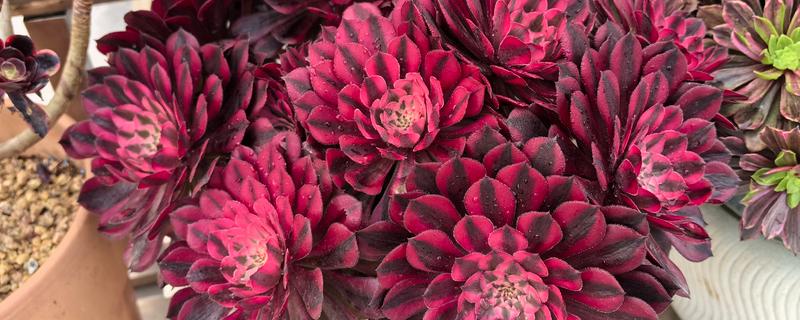 法师长气根的原因，可能是缺少水分导致的