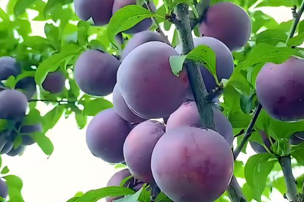 黑布林是李子吗,黑布林属于李子