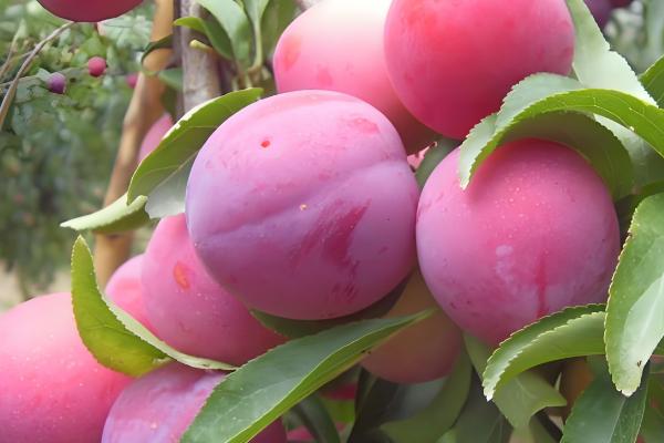 黑布林是李子吗,黑布林属于李子