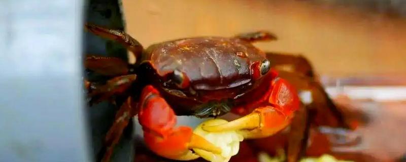 怎么养相手蟹，根据蟹的大小和数量选择缸子