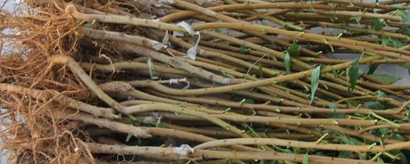 哪里才有正宗雪桃苗，1-2年生的大概在3-6元