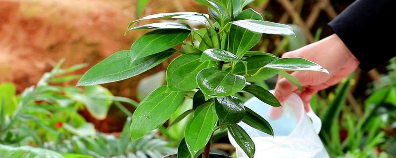 平安树怎么养,喜欢生长在湿润的环境