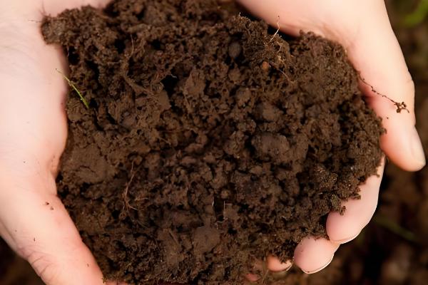 栀子花的养殖方法,适宜生长在光照充足的环境中