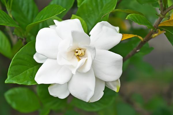 栀子花的养殖方法,适宜生长在光照充足的环境中