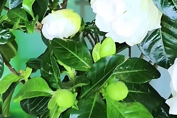 栀子花的养殖方法,适宜生长在光照充足的环境中