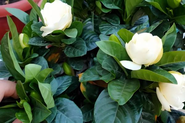 栀子花的养殖方法,适宜生长在光照充足的环境中