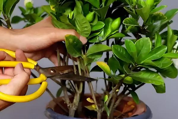 栀子花的养殖方法,适宜生长在光照充足的环境中