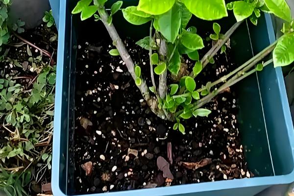 栀子花的养殖方法,适宜生长在光照充足的环境中