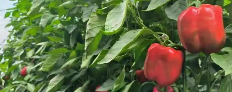 种彩椒用什么土好，土壤要肥沃、营养物质多
