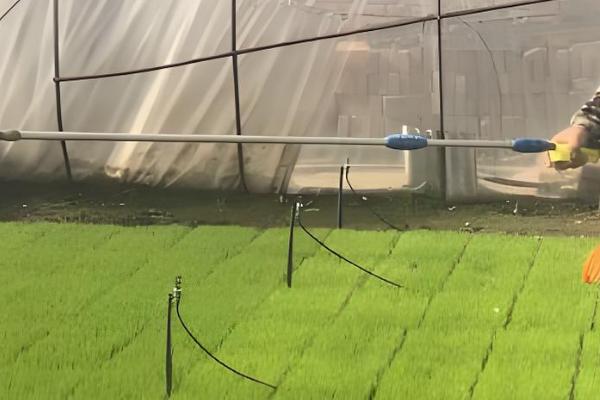 芸苔素内酯有什么作用，可促进根系生长、提高作物产量