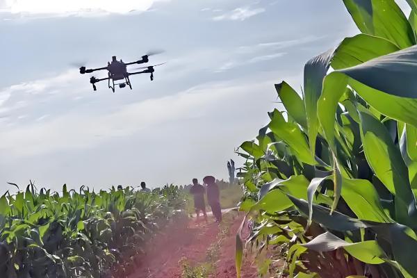 芸苔素内酯有什么作用，可促进根系生长、提高作物产量