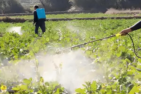芸苔素内酯有什么作用，可促进根系生长、提高作物产量