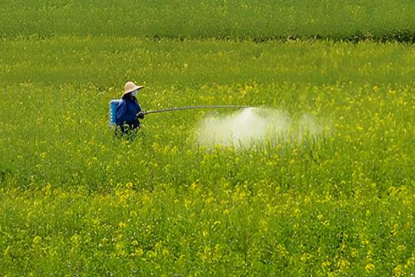芸苔素内酯有什么作用，可促进根系生长、提高作物产量