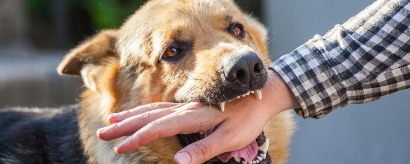 狗狗为什么会假装咬主人，它认为这是在和你玩耍