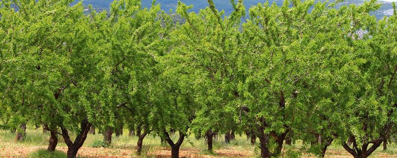 李子树冬季的防冻措施，受到冻害之后短期内不要急于修剪