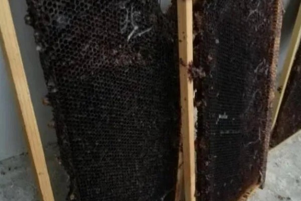 保存巢脾的方法,处理干净后放在恒温环境中