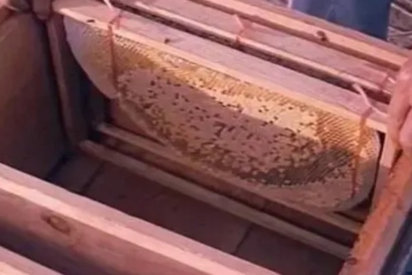 保存巢脾的方法,处理干净后放在恒温环境中