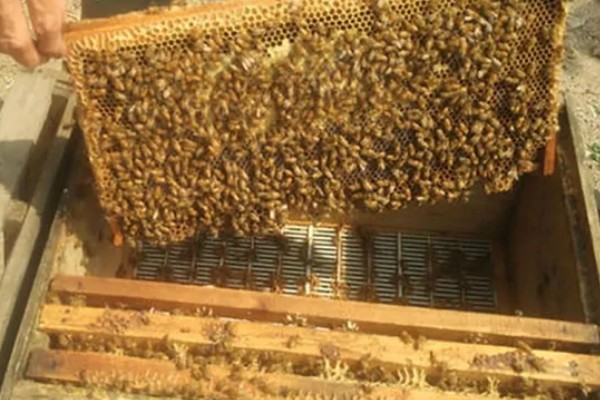 保存巢脾的方法,处理干净后放在恒温环境中