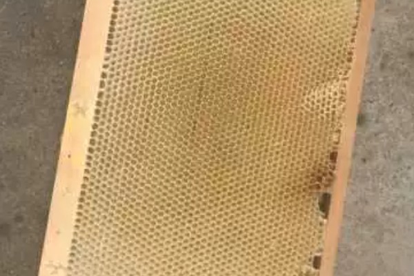 保存巢脾的方法,处理干净后放在恒温环境中