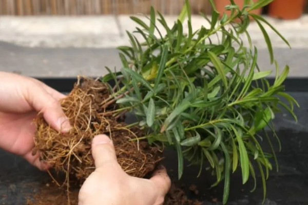 罗汉松怎么水培生根，每隔3天换一次水