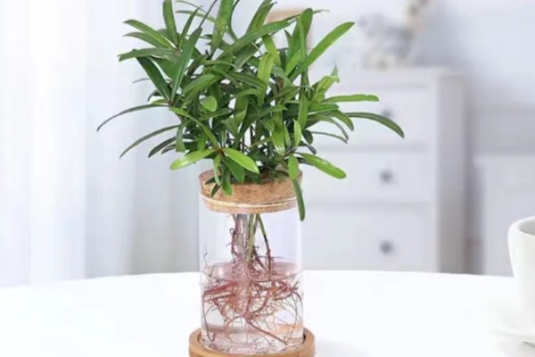 罗汉松怎么水培生根，每隔3天换一次水