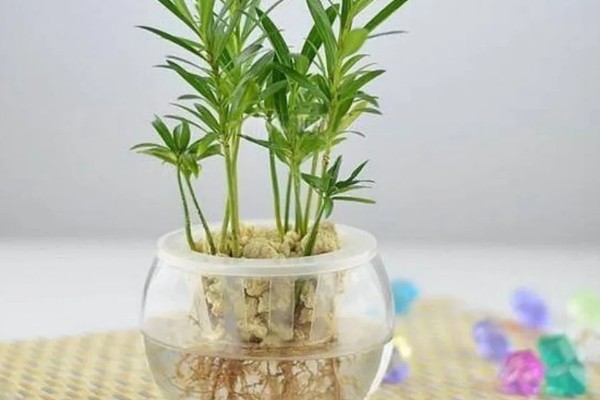 罗汉松怎么水培生根，每隔3天换一次水
