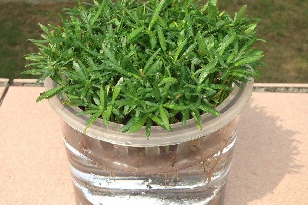 罗汉松怎么水培生根，每隔3天换一次水