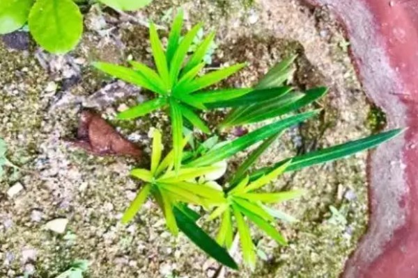 罗汉松怎么水培生根，每隔3天换一次水