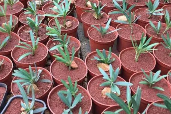 罗汉松怎么水培生根，每隔3天换一次水