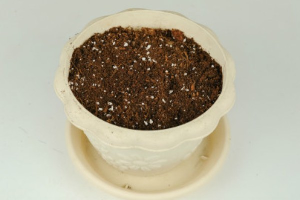 罗汉松怎么水培生根，每隔3天换一次水