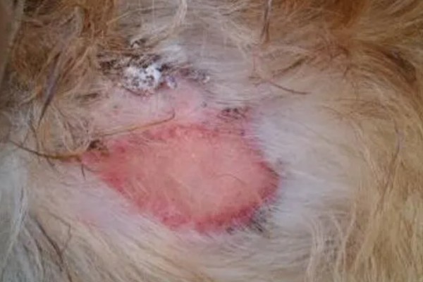 狗狗得皮肤病怎么办,细菌、真菌、寄生虫感染导致皮肤病