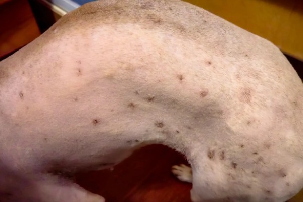 狗狗得皮肤病怎么办,细菌、真菌、寄生虫感染导致皮肤病