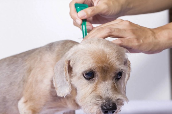 狗狗得皮肤病怎么办,细菌、真菌、寄生虫感染导致皮肤病