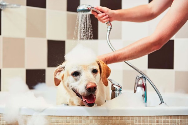 狗狗得皮肤病怎么办,细菌、真菌、寄生虫感染导致皮肤病