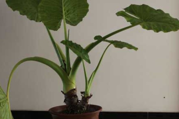 滴水观音的养殖方法,养殖温度20-25℃最适合