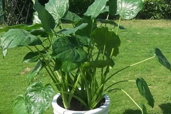 滴水观音的养殖方法,养殖温度20-25℃最适合