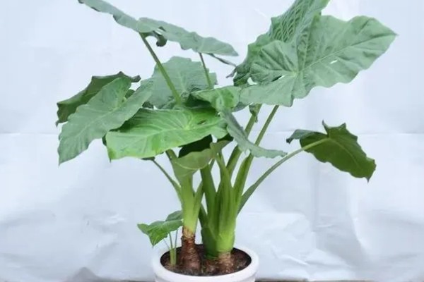 滴水观音的养殖方法,养殖温度20-25℃最适合