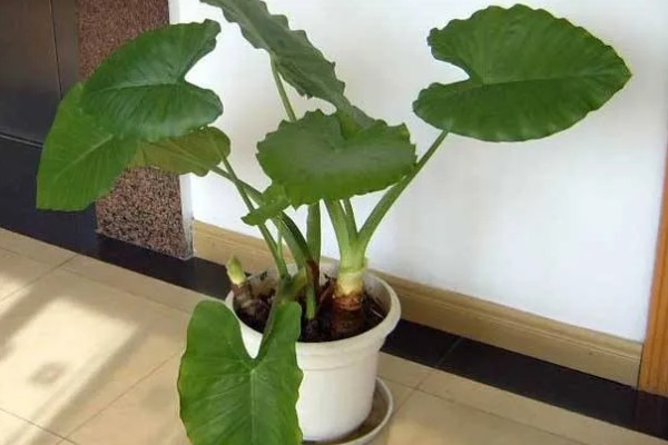 滴水观音的养殖方法,养殖温度20-25℃最适合