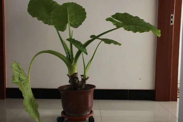 滴水观音的养殖方法,养殖温度20-25℃最适合