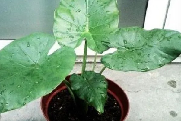 滴水观音的养殖方法,养殖温度20-25℃最适合