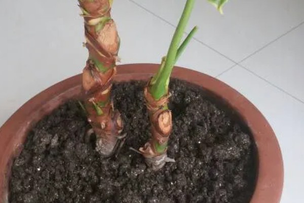 滴水观音的养殖方法,养殖温度20-25℃最适合