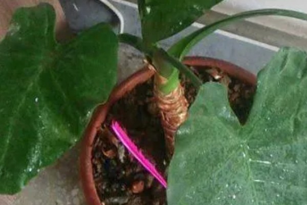 滴水观音的养殖方法,养殖温度20-25℃最适合