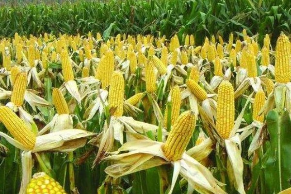 德单1104玉米种的特征特性,从出苗到成熟需要142天左右