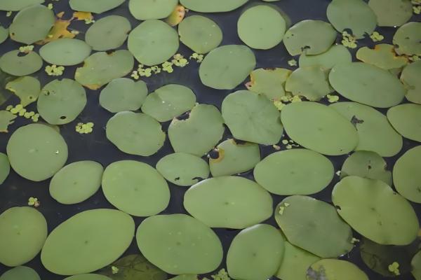 种植莼菜的前景，种植的人不多前景可观