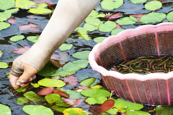 种植莼菜的前景，种植的人不多前景可观