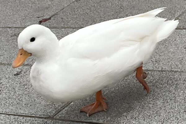 宠物鸭子的寿命，一般能存活6-12年左右