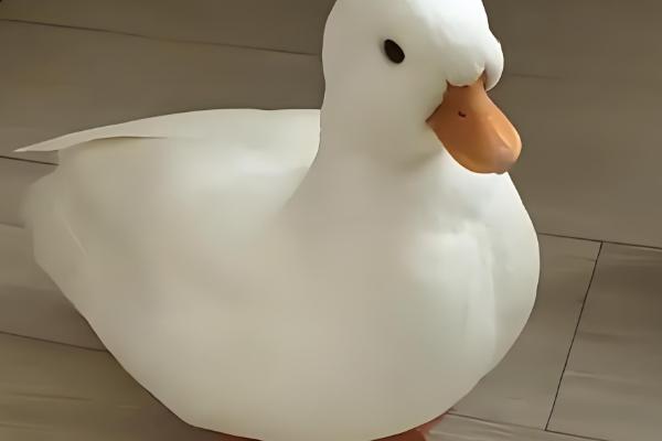 宠物鸭子的寿命，一般能存活6-12年左右