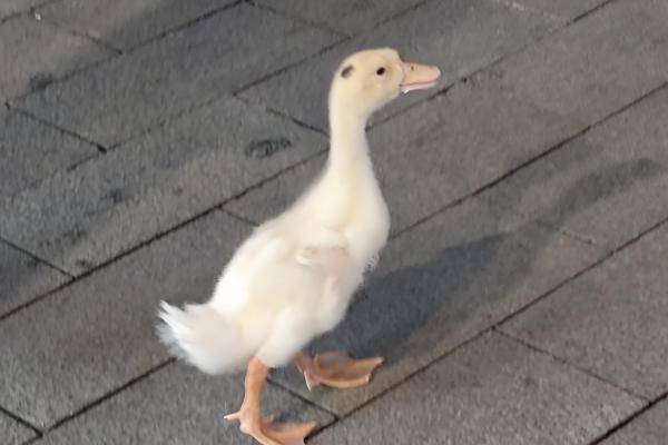 宠物鸭子的寿命，一般能存活6-12年左右