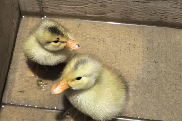 宠物鸭子的寿命，一般能存活6-12年左右