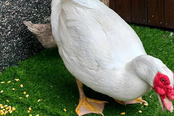 宠物鸭子的寿命，一般能存活6-12年左右